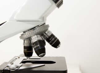 Czym się różni morfologia pełna od podstawowej?