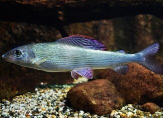 Ile kosztuje 100 g halibuta? Ile kosztuje 100 g halibuta?