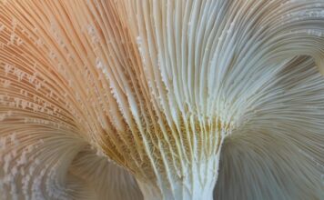 Jak wygląda ostryga?