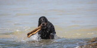 Ile kosztuje sprowadzenie auta na zamówienie?