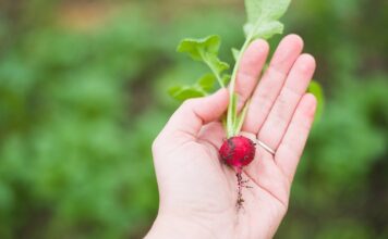 Jakie właściwości mają rzodkiewki?