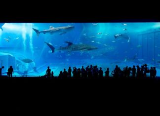 Czy nad Morzem Bałtyckim są rekiny? Czy nad Morzem Bałtyckim są rekiny?