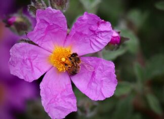 Jak usmażyć rybę żeby była chrupiąca?