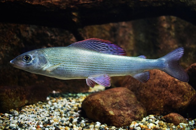 Czy halibut jest w Bałtyku? Czy halibut jest w Bałtyku?