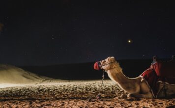 Czym się różnią dudy od kobzy?