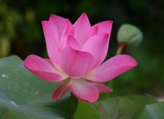 Jak się mówi po angielsku kaktus?