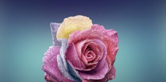 Czym się rożni Panama od Fedory?