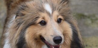 Jak odróżnić podróbkę od oryginału crocs?