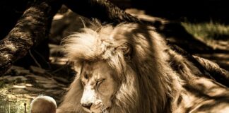 Czy bęben to instrument perkusyjny?