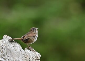 Ile piosenek ma Spiewajacy kaktus?