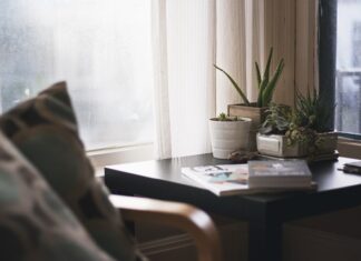 Czy Aloes to jest kaktus?