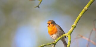 Co śpiewa tańczący kaktus?