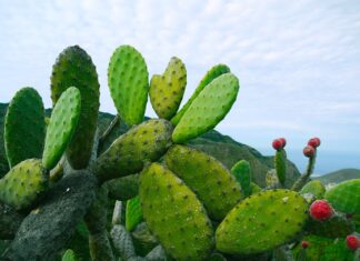 Czy opuncja lubi słońce?