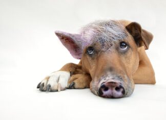 Po co pokazywać obrazki kontrastowe?