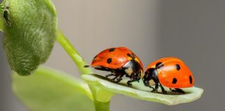 O co chodzi z biblioteka biedronki?