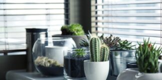 Jak ożywić kaktusa?