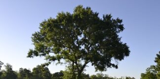 Co to jest kapok ratunkowy?