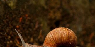 Co jest szybsze kraul czy delfin?